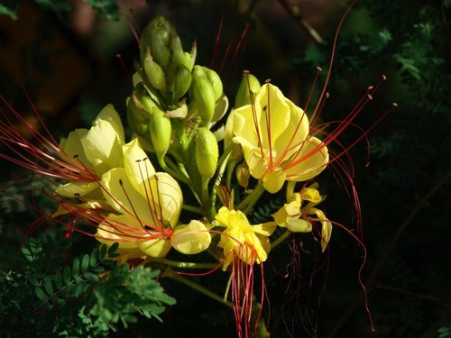 Mimosa Flowers